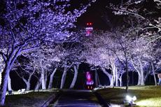 夜桜ライトアップ
