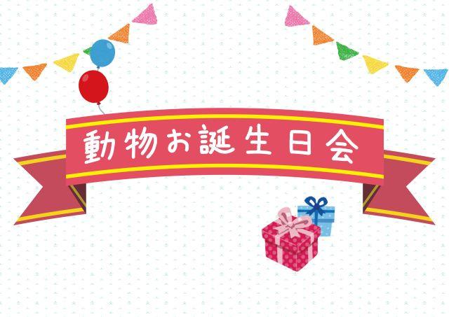 動物お誕生日会【5/3 フサオマキザル】
