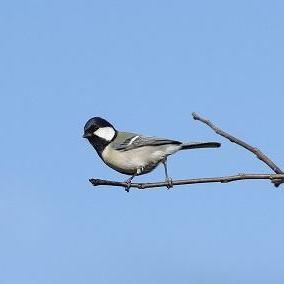 バードウィーク ときわ公園の野鳥観察会【5/11】