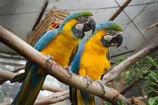 オウムインコデー 特別イベント【6/14~15】