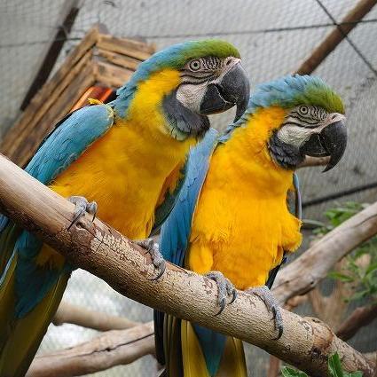 オウムインコデー 特別イベント【6/14~15】
