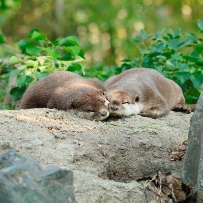 【世界カワウソの日】カワウソおったー!【5/24~6/1】