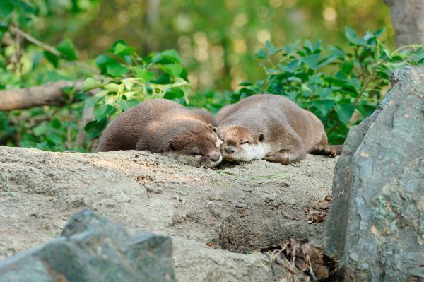 【世界カワウソの日】カワウソおったー！【5/24~6/1】