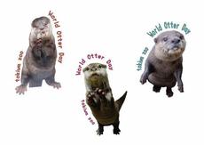【世界カワウソの日】カワウソガチャ【5/24】