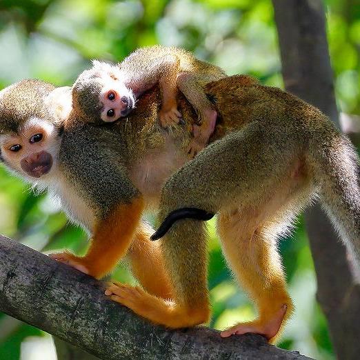 第7回ときわ動物園写真コンテスト【プリント部門・Instagram部門】