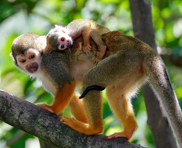 第7回ときわ動物園写真コンテスト【プリント部門・Instagram部門】