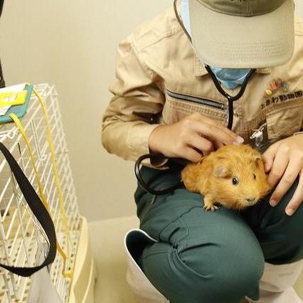 【募集終了】なりきり獣医さん~あなたも動物園のお医者さん~【7/27】