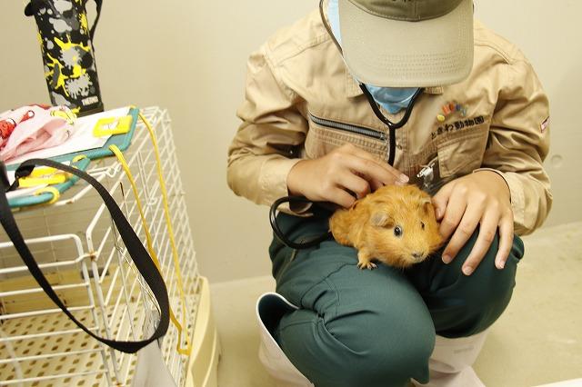 なりきり獣医さん～あなたも動物園のお医者さん～【7/27】
