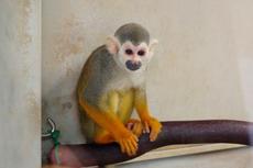 おはよう！動物ガイド【11/2】