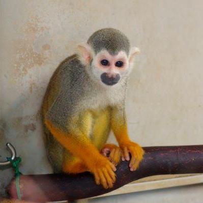 おはよう!動物ガイド【11/2】