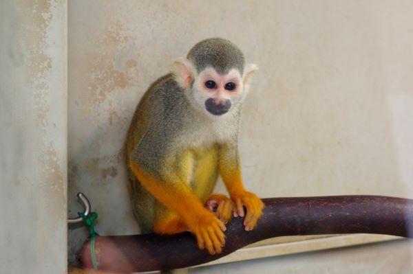 おはよう！動物ガイド【11/2】