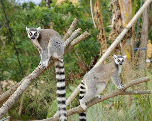 ときわ動物園 ときわ動物園 - ときわ公園|山口県宇部市