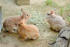 動物お誕生日会【12/6　ウサギ】