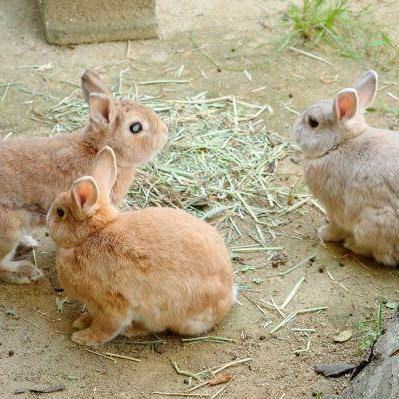 動物お誕生日会【12/6　ウサギ】