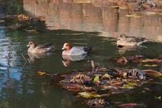 ときわ公園の野鳥観察会【12/13】