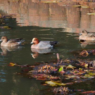 ときわ公園の野鳥観察会【12/13】