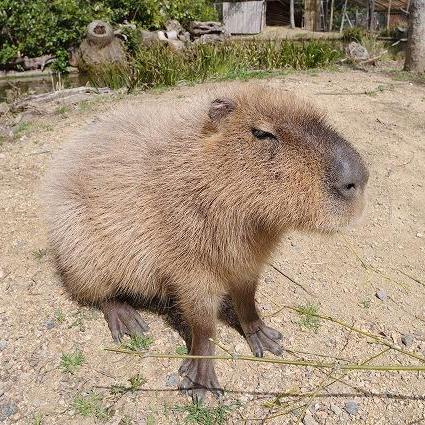 動物たちに手作り小屋をプレゼント【三菱UFJ銀行宇部支店とときわ動物園共同開催】