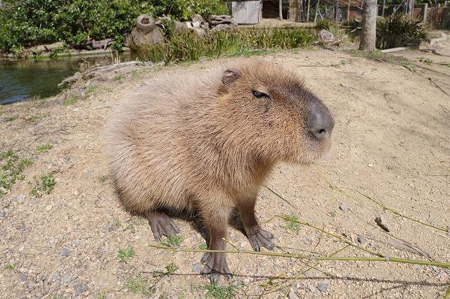 動物たちに手作り小屋をプレゼント【三菱UFJ銀行宇部支店とときわ動物園共同開催】