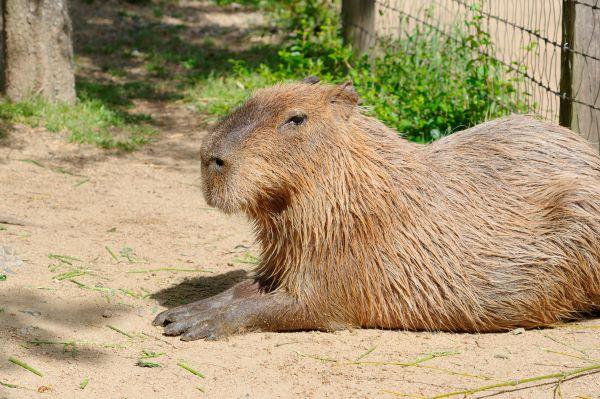 ときわ動物園 - ときわ公園|山口県宇部市