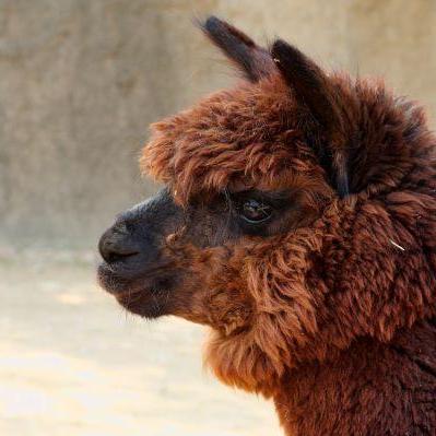 アルパカのえさやり体験【11/22~24】