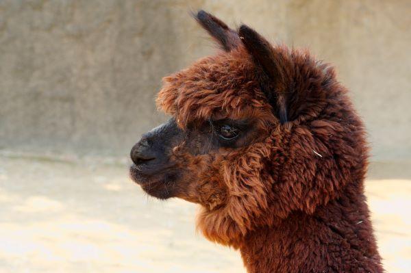 アルパカのえさやり体験【12/20~21】