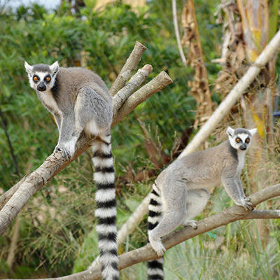 おはよう！動物ガイド【1/4】