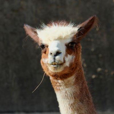 アルパカのえさやり体験【12/13~14】