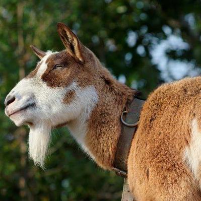 ヤギのえさやり体験【12/6~7】