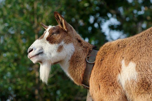 ときわ動物園 - ときわ公園|山口県宇部市