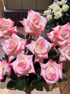 ばら接ぎ木講習会（１月１１日開催）