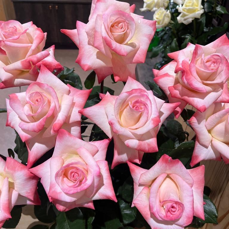 ばら接ぎ木講習会（１月１１日開催）