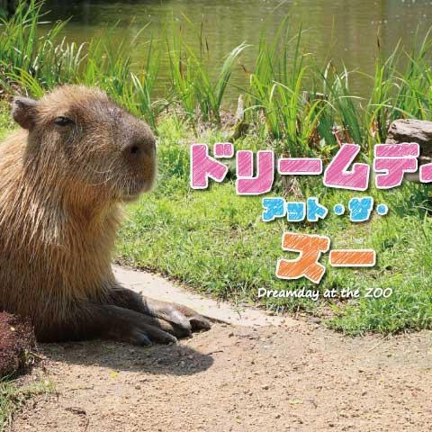 ドリームデイ・アット・ズー【3/14】