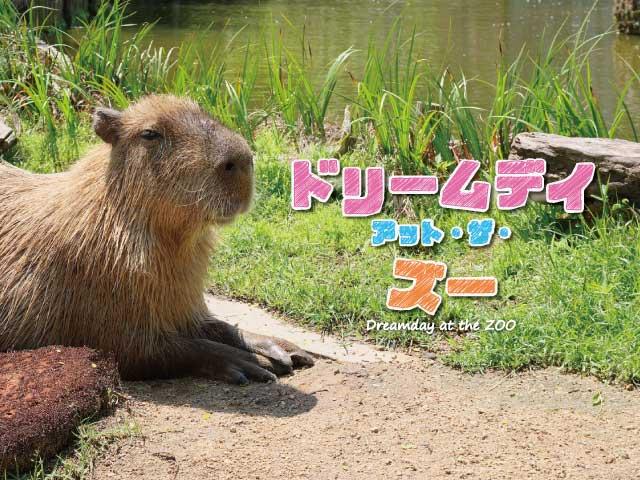 ドリームデイ・アット・ズー【3/14】