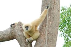 おはよう！動物ガイド【1/18】