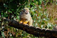 おはよう！動物ガイド【2/1】