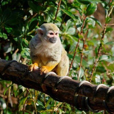 おはよう！動物ガイド【2/1】