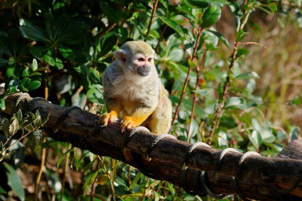 おはよう！動物ガイド【2/1】