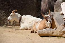 ヤギのえさやり体験【1/31~2/1】