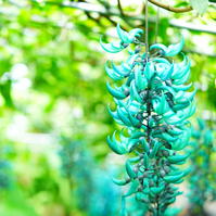 ヒスイカズラまつり