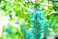 ヒスイカズラまつり