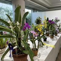 宇部ラン愛好会「春のラン展」