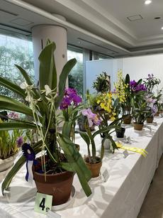 宇部ラン愛好会「春のラン展」