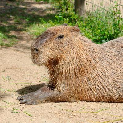 おはよう！動物ガイド【3/1】