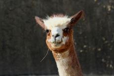 アルパカのえさやり体験【2/11】