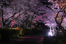 夜桜ライトアップ