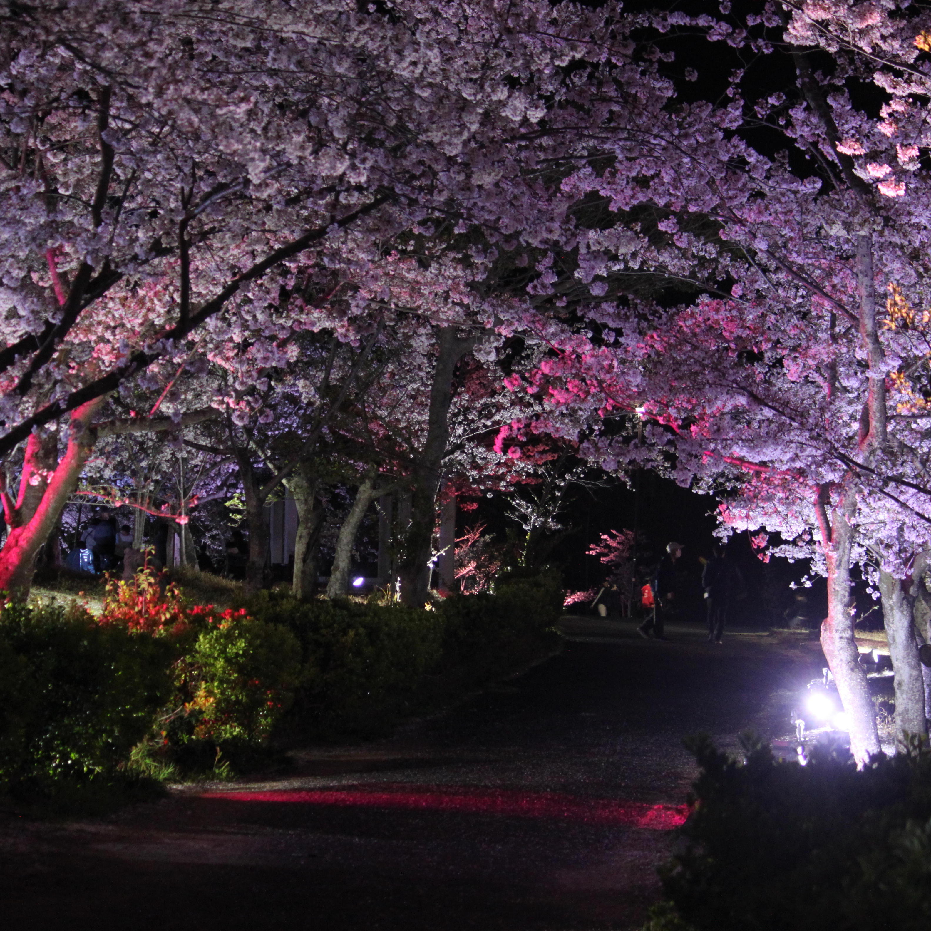 夜桜ライトアップ