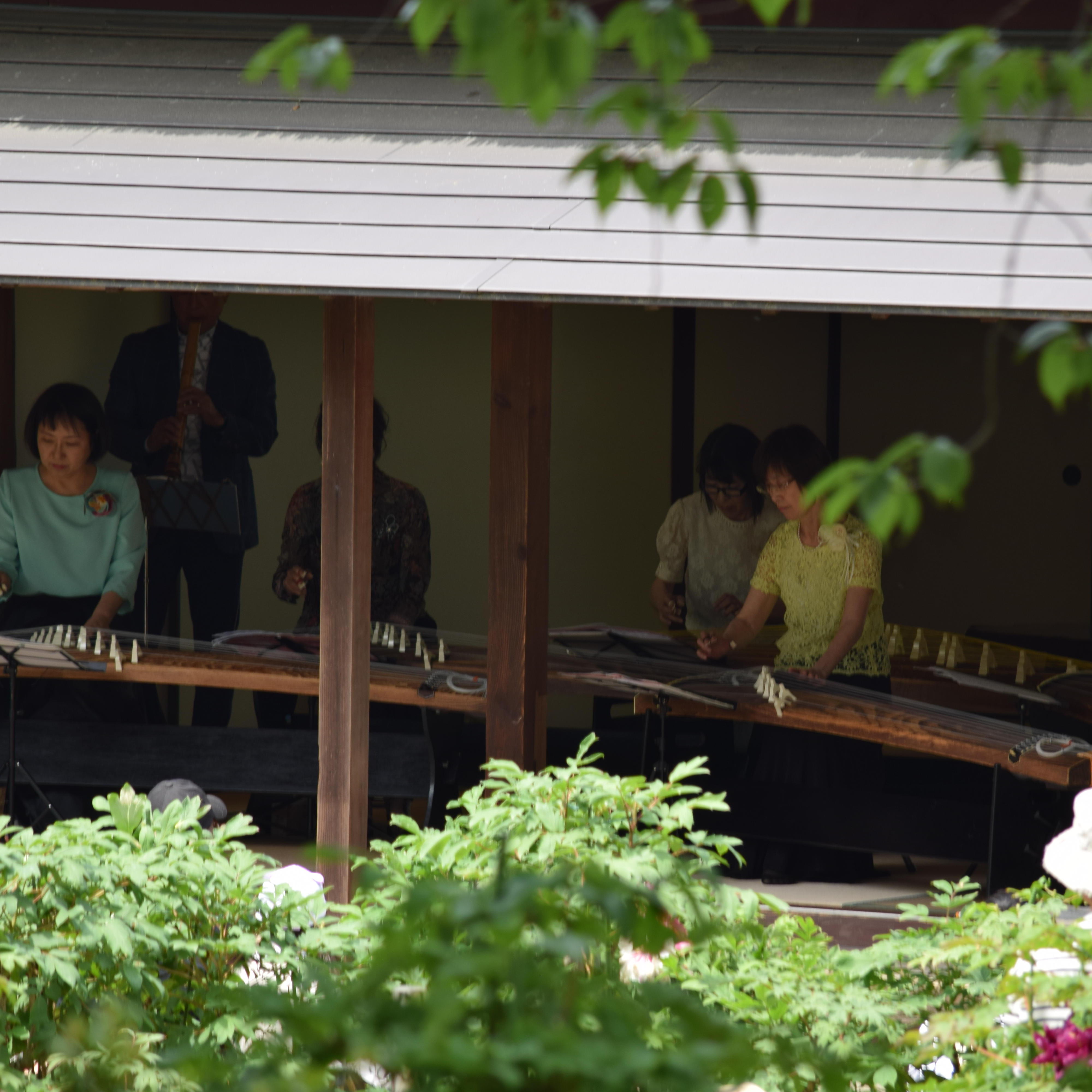 ぼたん・しゃくやくまつり