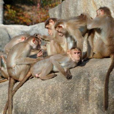 おはよう！動物ガイド【3/15】