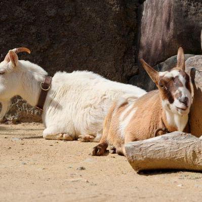 ヤギのえさやり体験【3/28~29】