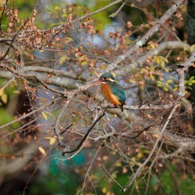 バードウィーク　ときわ公園の野鳥観察会【5/9】